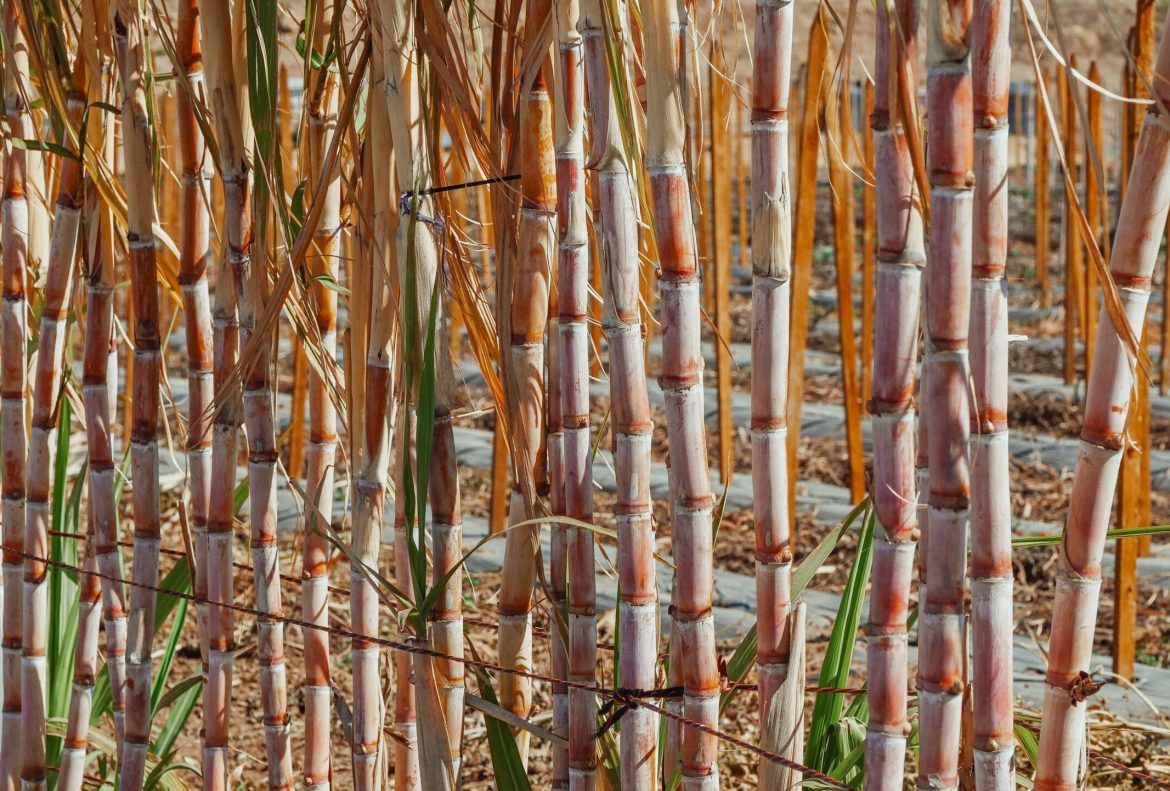 Planta, caña de azucar